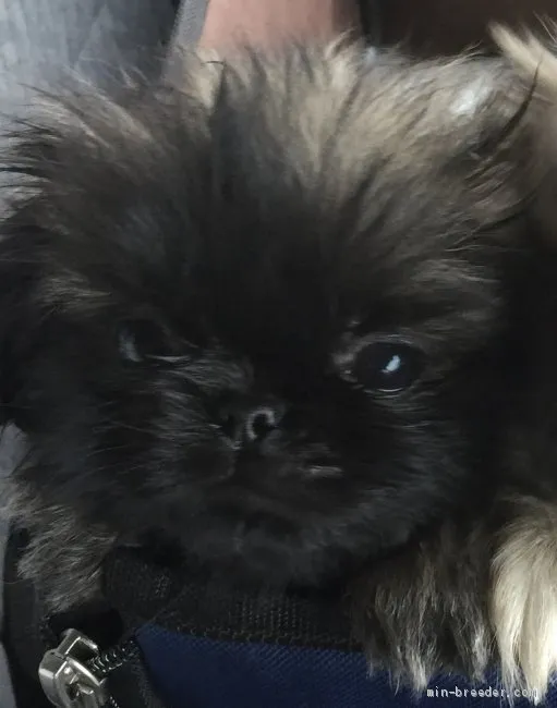 ID:1907-01460の子犬