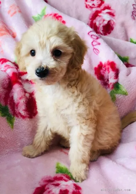 ID：2011-00053の子犬