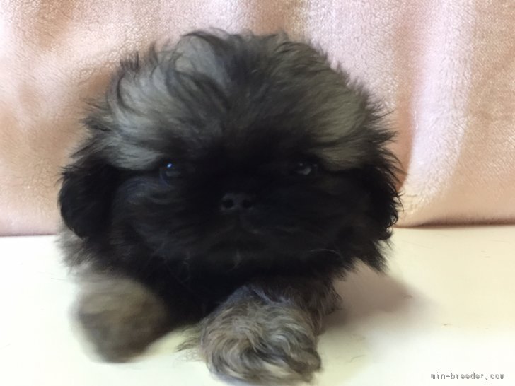 ID:1703-02290の子犬