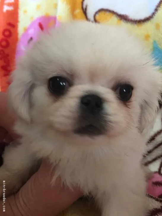けい 様のお迎えした子犬