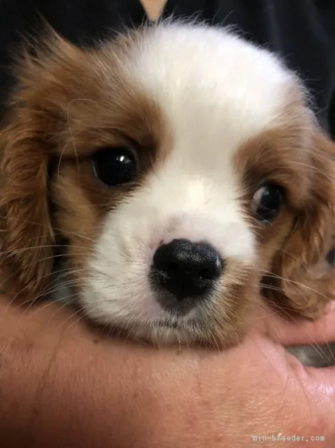 ryo 様のお迎えした子犬