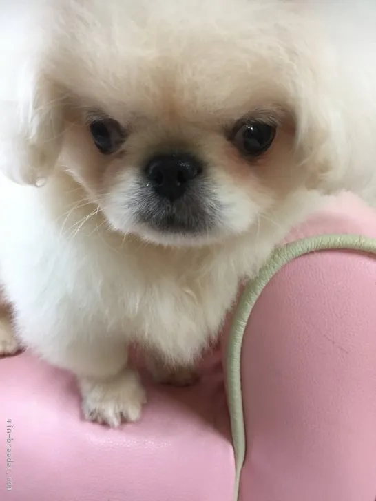 jn 様のお迎えした子犬