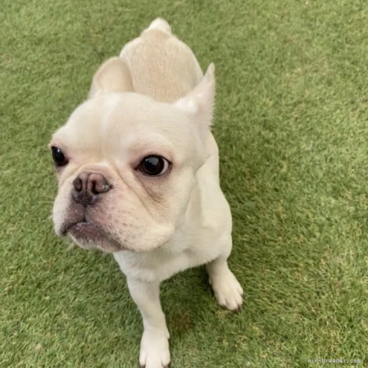 A.I 様のお迎えした子犬