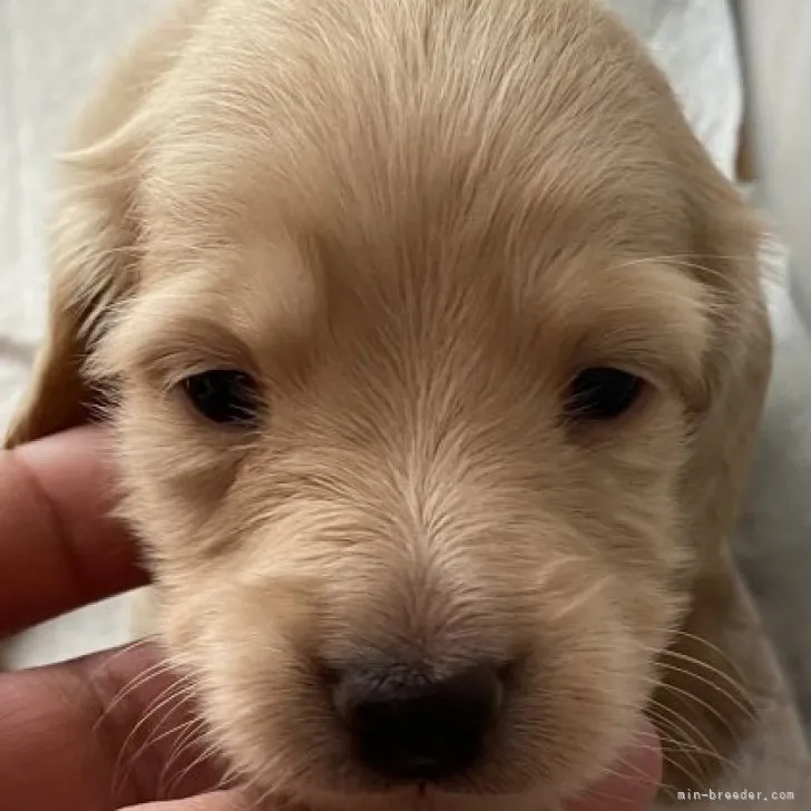 ID：2302-02011の子犬