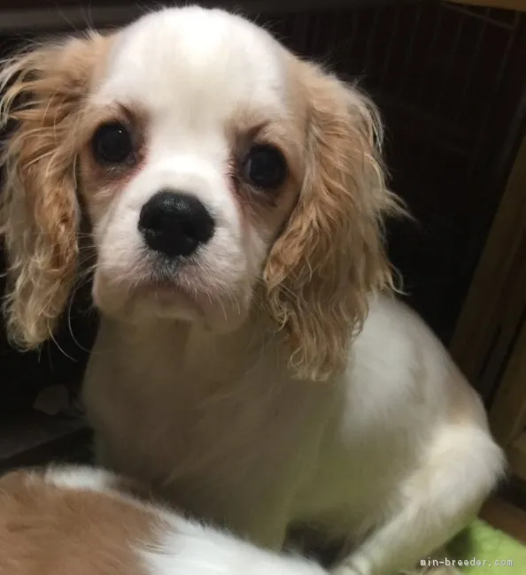 ヌー 様のお迎えした子犬