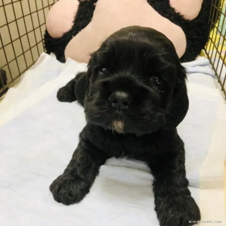 ID：2212-00206の子犬