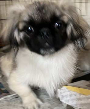 ペキニーズ【長野県・男の子・2019年11月27日・フォーン】の写真「コロコロした可愛い子😍」