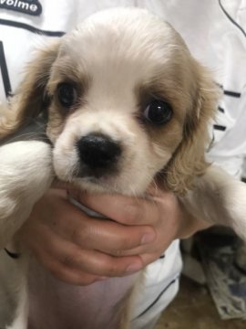 キャバリア【長野県・女の子・2018年4月4日・ブレンハイム】の写真「とても可愛らしい子です💓」