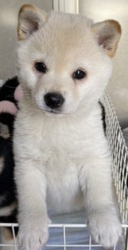 柴犬(標準サイズ)【長野県・女の子・2022年1月18日・白】の写真「小さめの子です。」