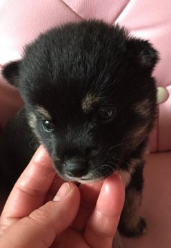 柴犬(標準サイズ)【長野県・女の子・2018年12月1日・黒】の写真「ようやく目があきました。」