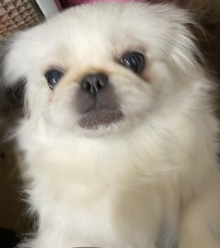 ペキニーズ【長野県・女の子・2020年12月10日・ホワイト】の写真「」