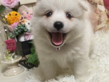 日本スピッツ【長野県・男の子・2021年7月24日・ホワイト】の写真「ご兄妹です」