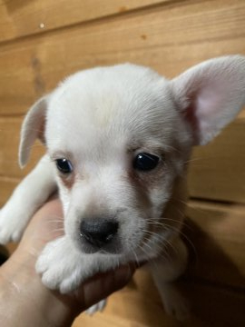 フレンチブルドック✖️スピッツ【長野県・女の子・2022年2月9日・クリーム】の写真「フレンチの体系の可愛い子です」