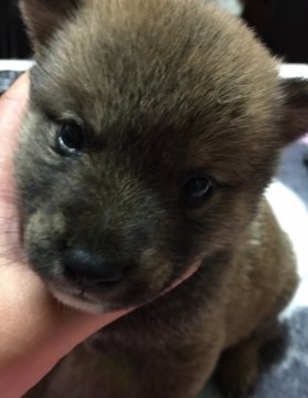 柴犬(標準サイズ)【長野県・男の子・2018年10月16日・白】の写真「白の可愛い子です。」