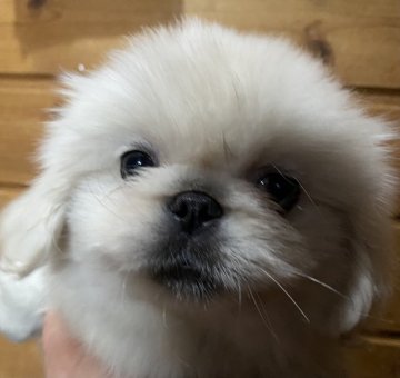 ペキニーズ【長野県・女の子・2020年12月10日・ホワイト】の写真「5姉妹です。」