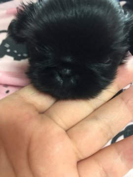 ペキニーズ【長野県・男の子・2018年3月12日・ブラックマスク】の写真「ブラックマスクの貴重色の綺麗なレッド」