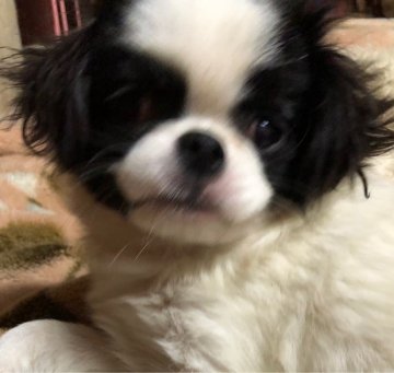 狆(チン)【長野県・男の子・2018年6月19日・白、黒】の写真「可愛い子に成長中です。甘えん坊です。」