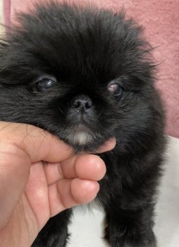 ペキニーズ【長野県・男の子・2019年11月28日・ブラック】の写真「可愛い子😍」