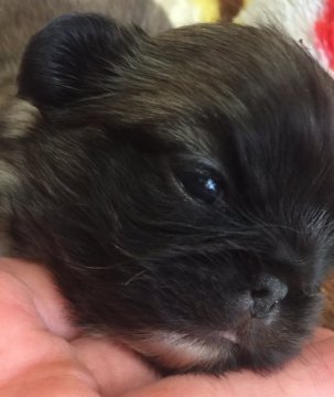 ペキニーズ【長野県・男の子・2017年11月15日・フォーン】の写真「とても元気で可愛い子です*^^」