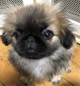 ペキニーズ【長野県・女の子・2018年11月19日・フォーン】の写真「優しい顔が可愛い😍」