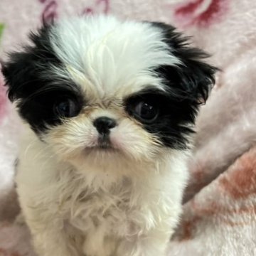 狆(チン)【長野県・女の子・2023年10月19日・白黒】の写真「しっかりした子です12／12日までの募集です」