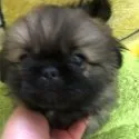 ペキニーズ【長野県・男の子・2018年12月10日・フォーン】の写真2