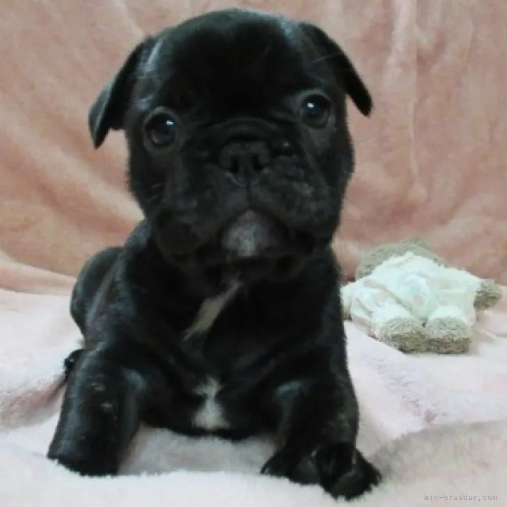 ID:2310-02939の子犬
