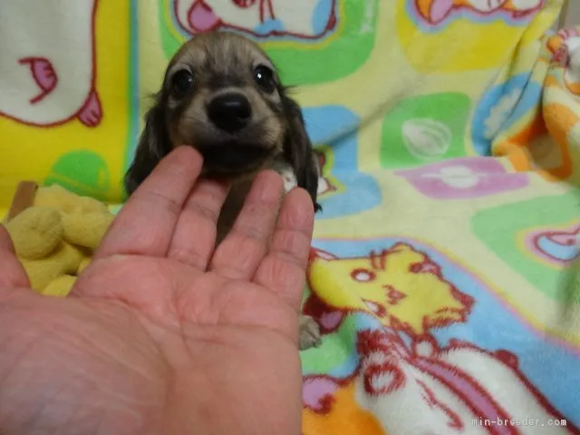 ID：1711-00862の子犬