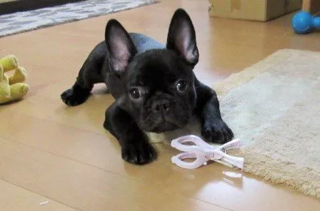 うさ 様のお迎えした子犬