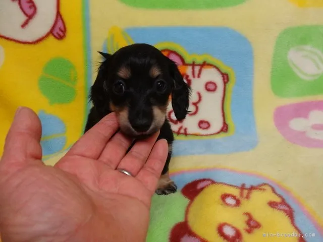 茂木宏之 様のお迎えした子犬