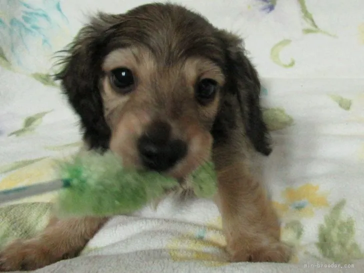 Y.U 様のお迎えした子犬