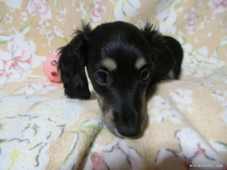 ハナママ 様のお迎えした子犬