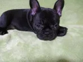 フレンチブルドッグ【長野県・女の子・2021年5月31日・ブリンドル】の写真3