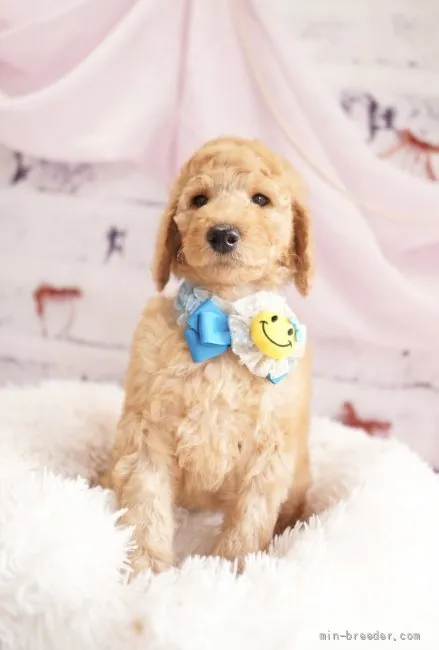 ID：2201-02233の子犬