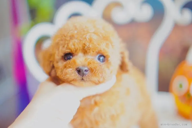 Y.D 様のお迎えした子犬