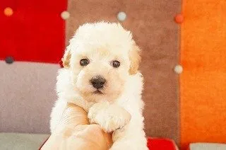 S.I 様のお迎えした子犬