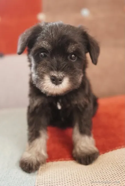 ID:2107-02378の子犬