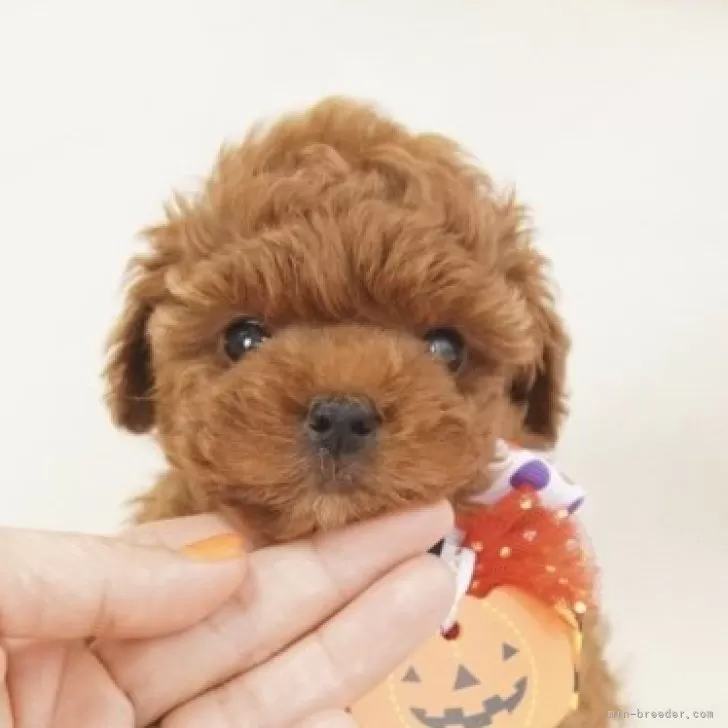 ID：2410-00769の子犬