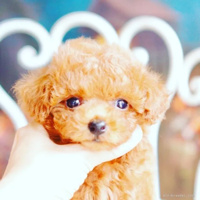 ID：2009-02282の子犬