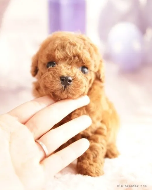 きよ 様のお迎えした子犬