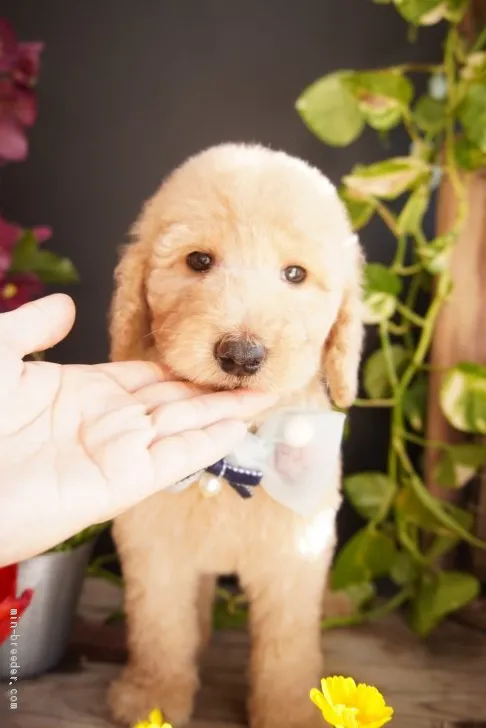 シェリ 様のお迎えした子犬