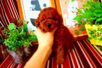 トイプードル(トイ)【広島県・女の子・2012年7月31日・レッド】の写真「」