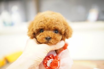 トイプードル(タイニー)【広島県・女の子・2020年1月22日・レッド】の写真「☆毛量もたっぷりで可愛いお顔☆」