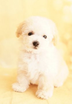 トイプードル(タイニー)【広島県・男の子・2021年7月4日・ホワイト】の写真「☆遺伝子検査三項目発症しません☆」