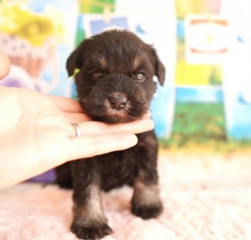 ミニチュアシュナウザー【広島県・女の子・2022年2月13日・ブラック&シルバー】の写真「☆パパチャンピオン遺伝子検査クリア☆」