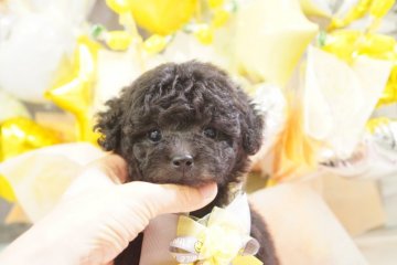 トイプードル(タイニー)【広島県・男の子・2020年6月9日・シルバー】の写真「毛量もりもりの男の子です」