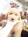 スタンダードプードル【広島県・女の子・2020年12月28日・アプリコット】の写真1「2/14撮影　レッドちゃん」