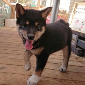柴犬(標準サイズ)【広島県・女の子・2025年1月28日・黒 ブラック】の写真「やんちゃな愛嬌者の女の子です。」