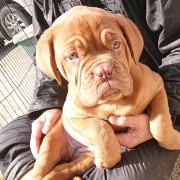 ボルドーマスティフ【広島県・女の子・2024年12月15日・レッド】の写真「大きくてぺちゃ犬好きな人どうですか？」