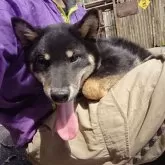 柴犬(標準サイズ)